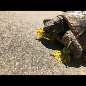 Meet your Posher, Skye